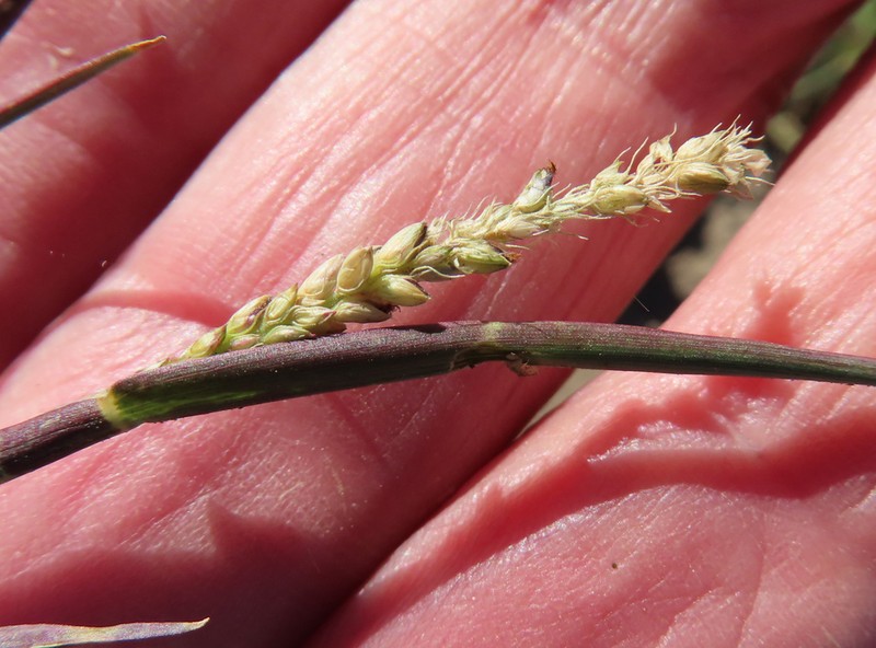 Mission Grass photo 6