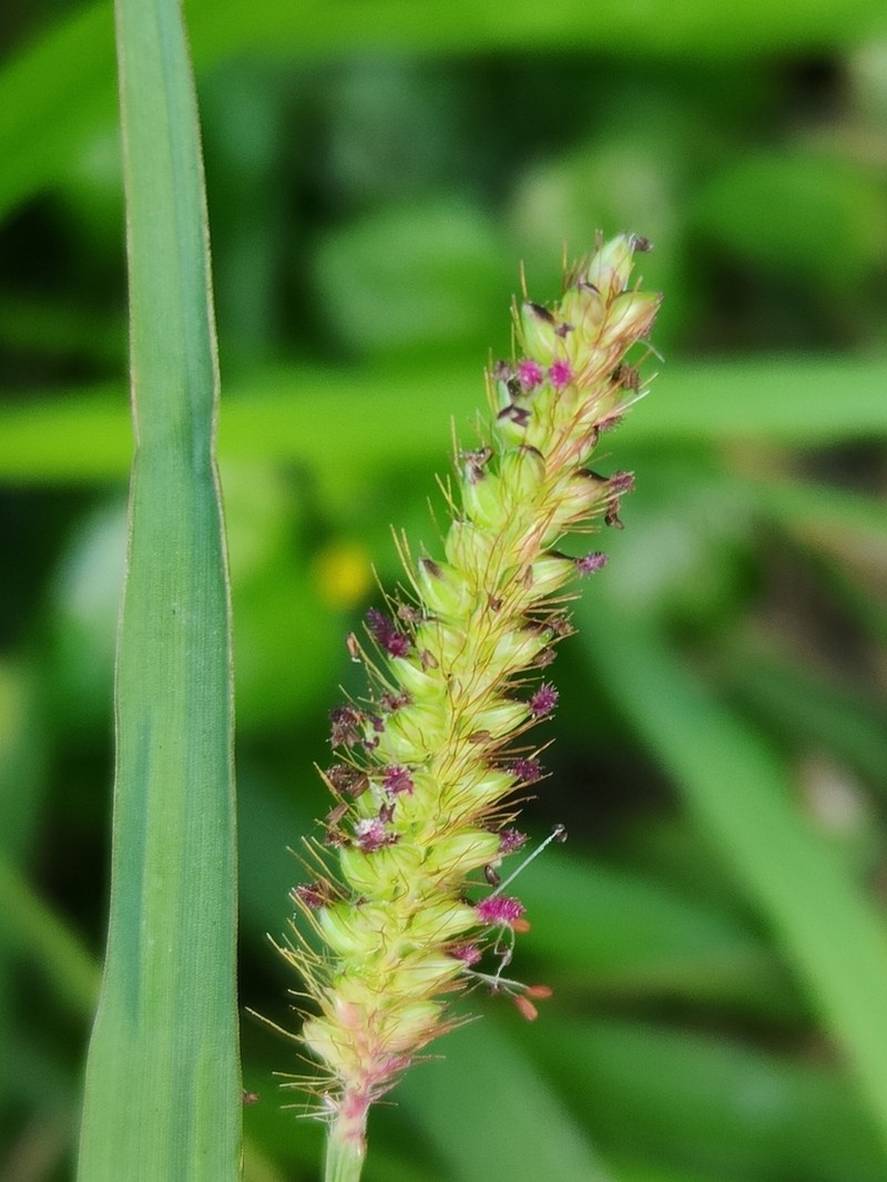 Mission Grass photo 7