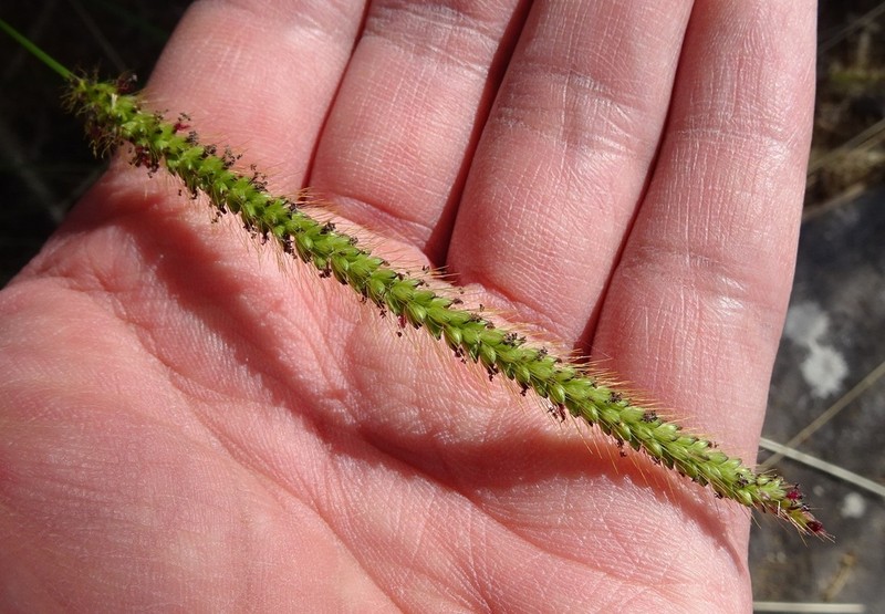 Marsh Bristlegrass photo 3