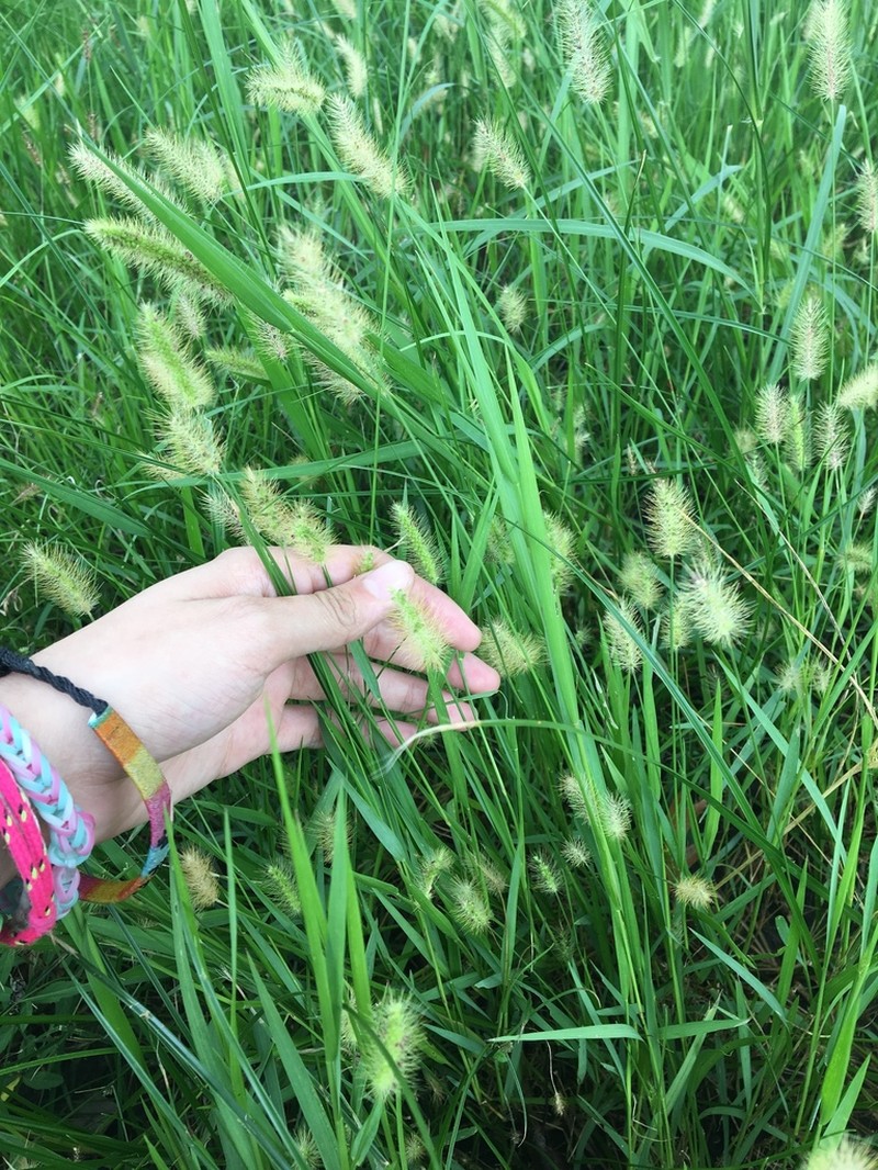 Marsh Bristlegrass photo 4