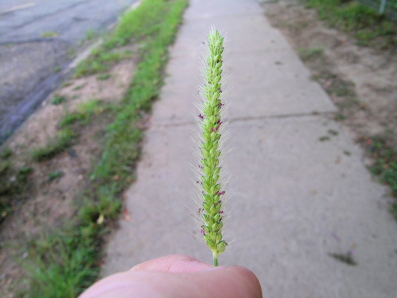 Marsh Bristlegrass photo 2