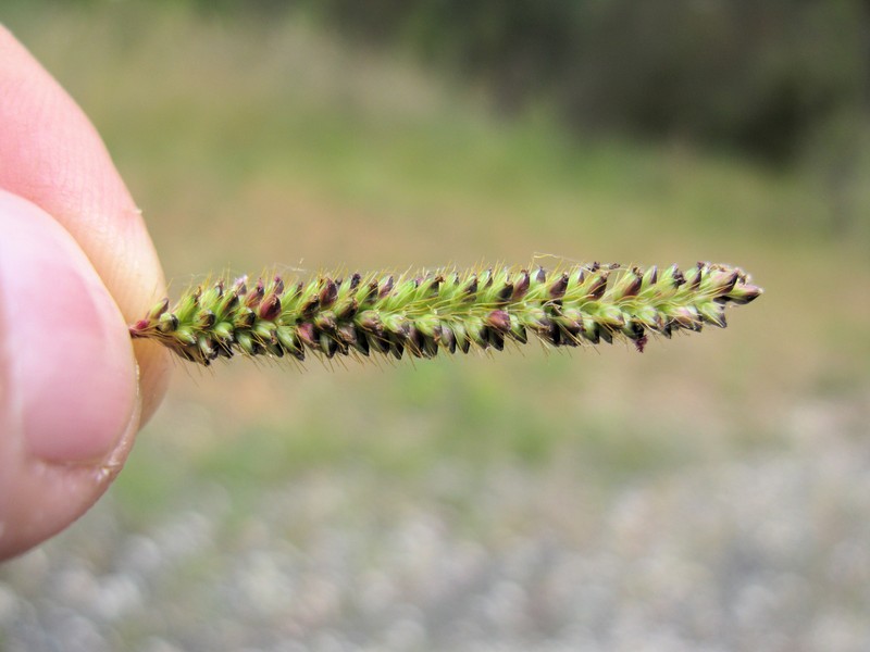 Marsh Bristlegrass photo 3