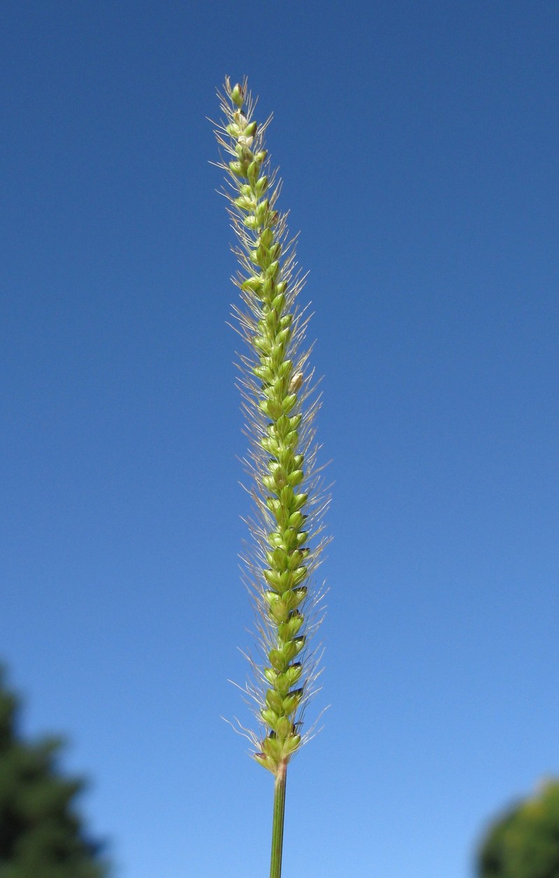 Marsh Bristlegrass photo 4