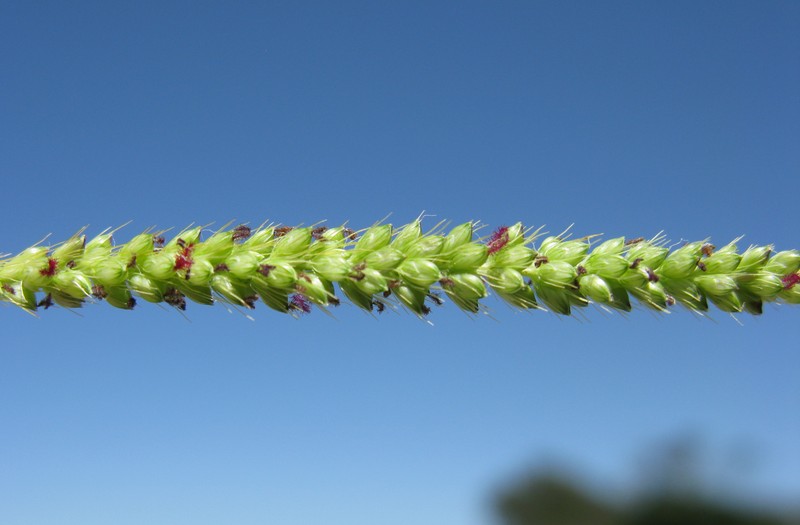 Marsh Bristlegrass photo 5