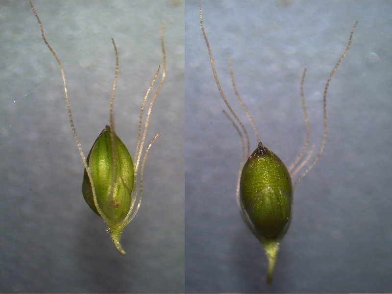 Marsh Bristlegrass photo 6