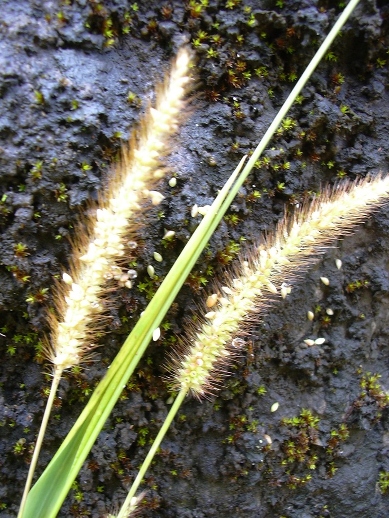 Marsh Bristlegrass photo 7