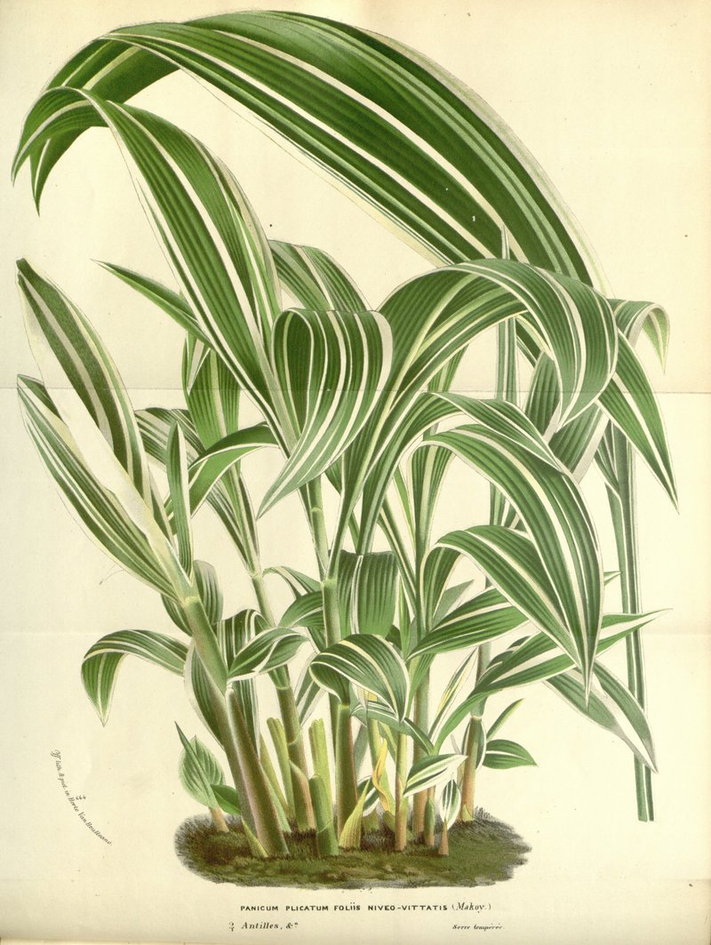 Setaria plicata