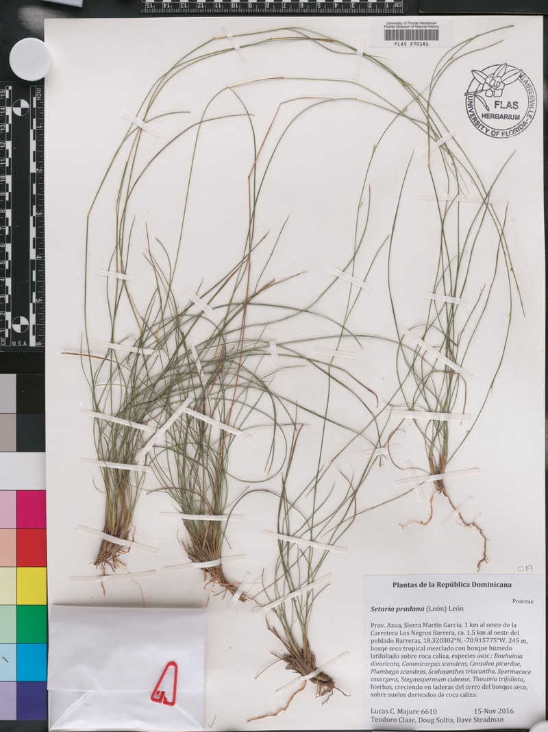 Roadside Bristlegrass