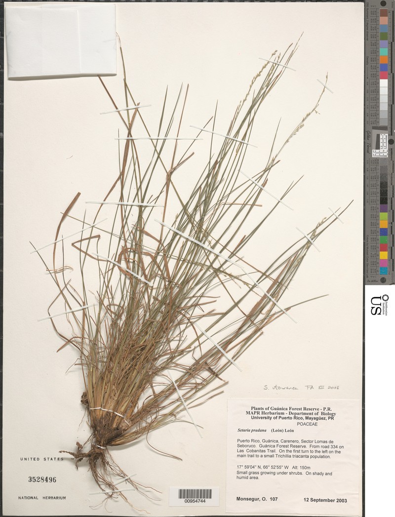 Roadside Bristlegrass photo 2