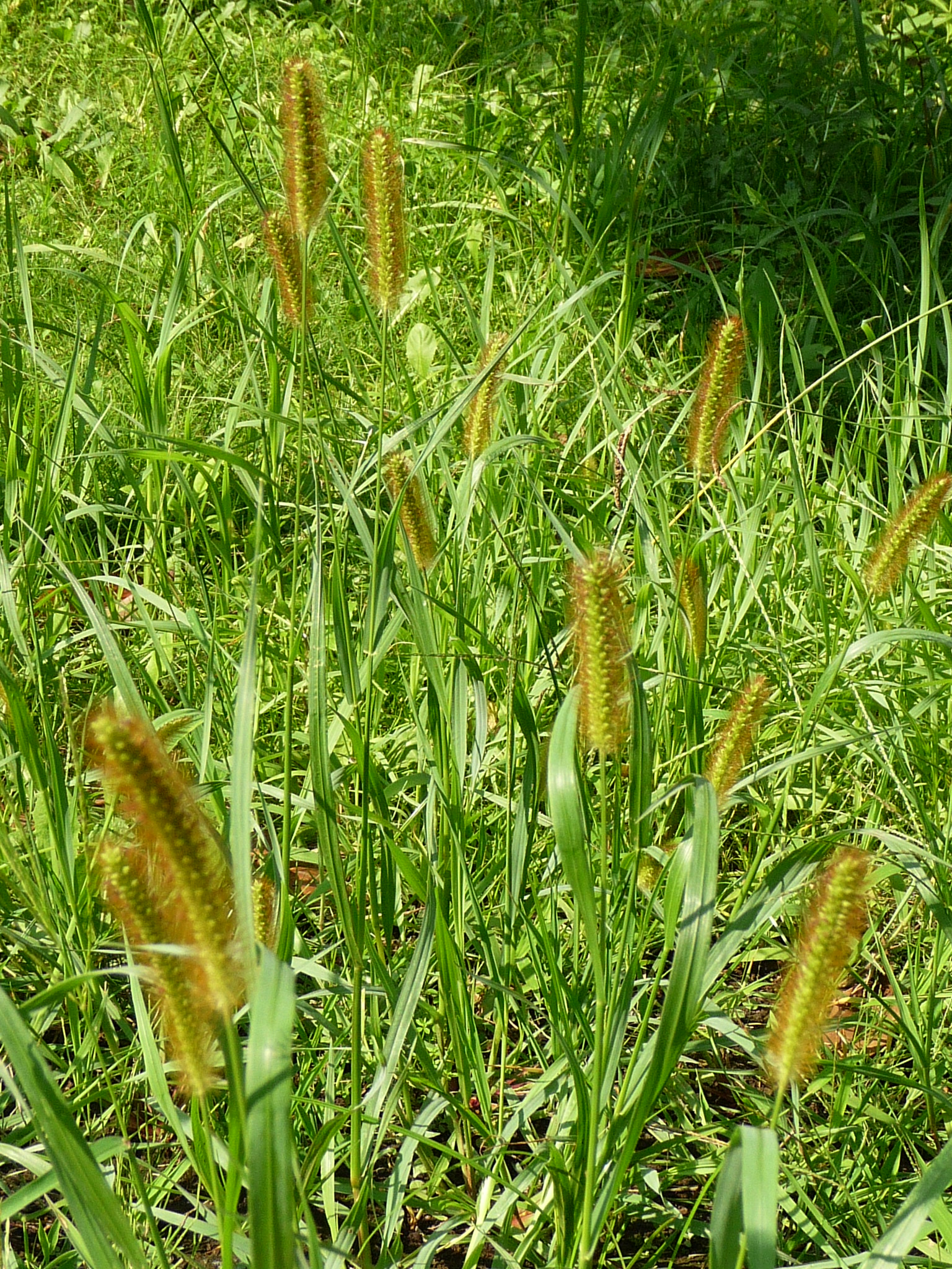 Yellow Foxtail photo 4