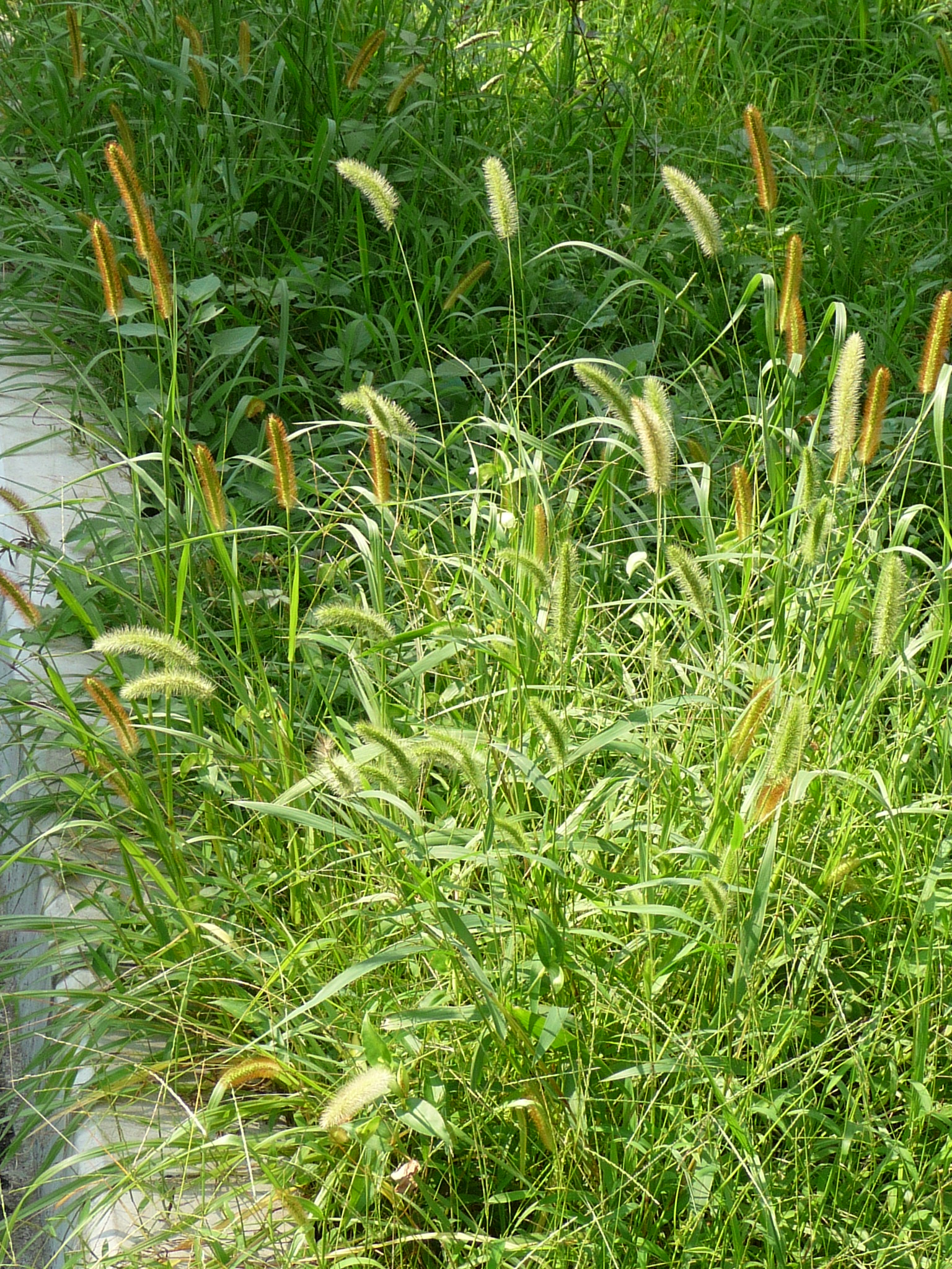 Yellow Foxtail photo 6