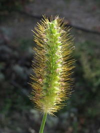 Yellow Foxtail