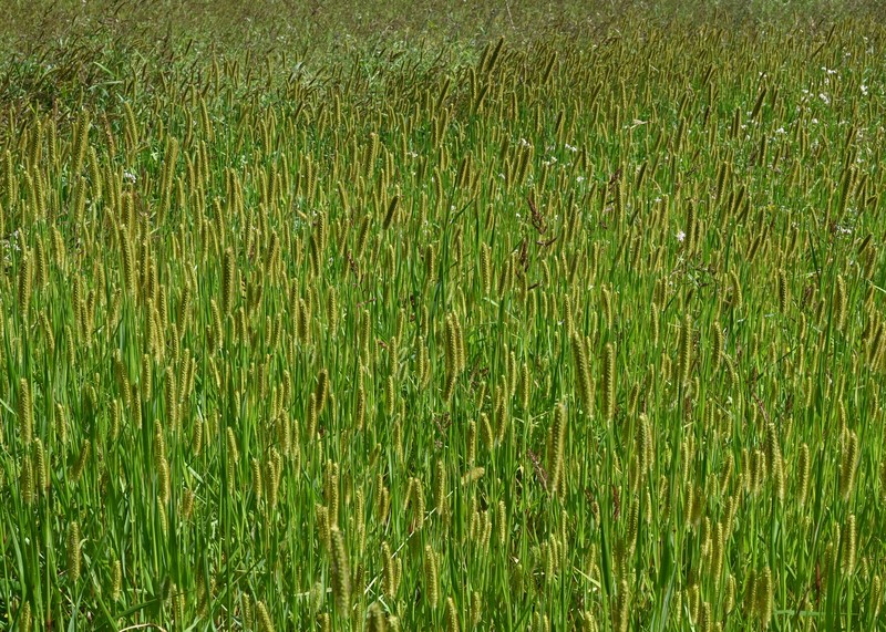 Yellow Foxtail photo 2