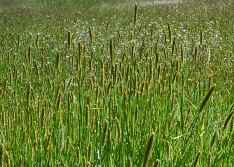 Yellow Foxtail photo 3