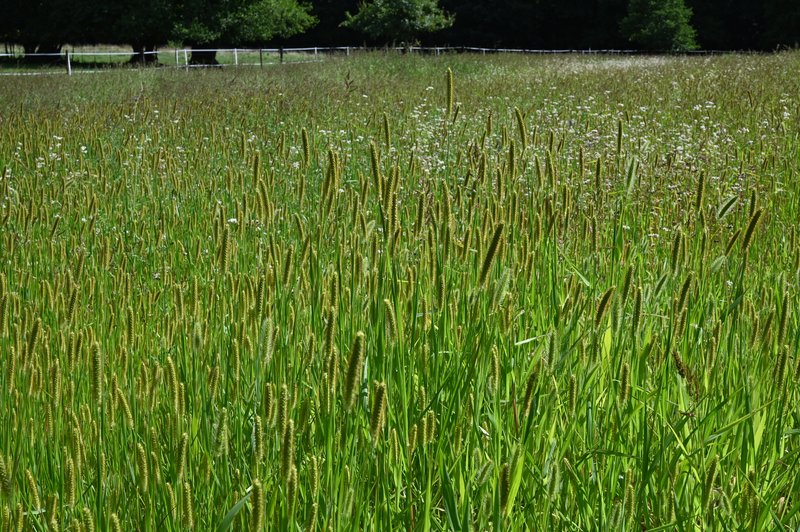 Yellow Foxtail photo 7