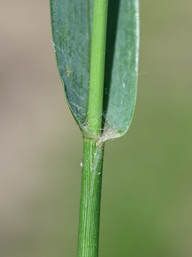 Yellow Foxtail photo 8