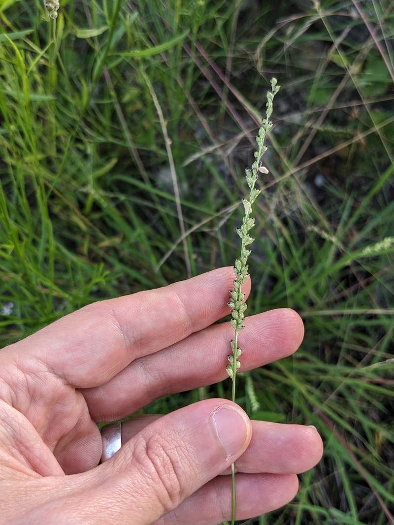 Reverchon's Bristlegrass