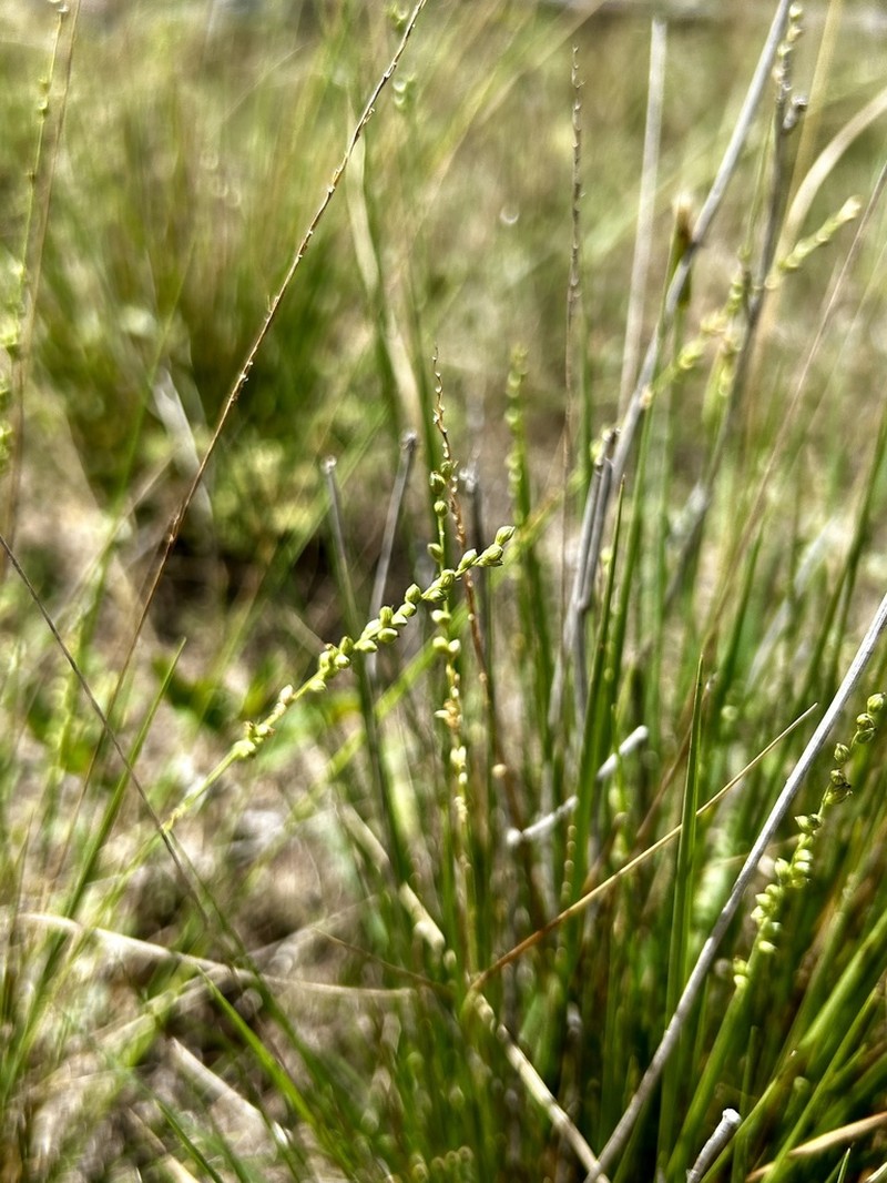 Reverchon's Bristlegrass photo 2