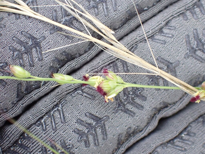 Reverchon's Bristlegrass photo 3