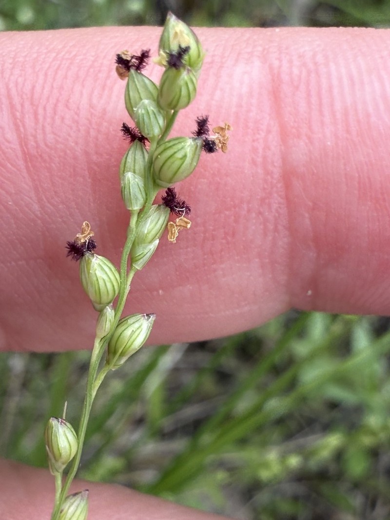 Reverchon's Bristlegrass photo 4