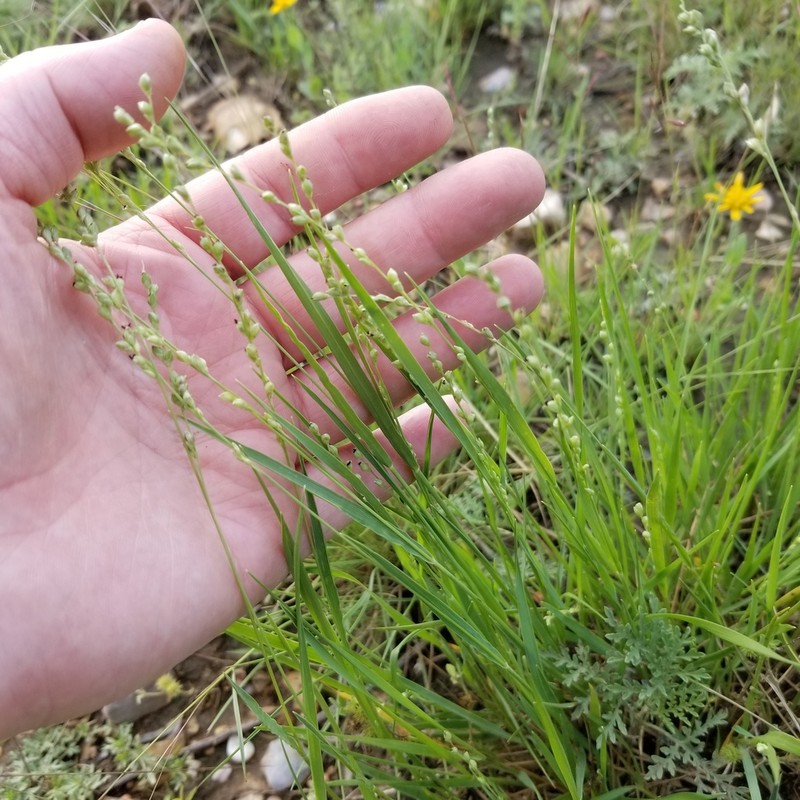 Reverchon's Bristlegrass photo 5