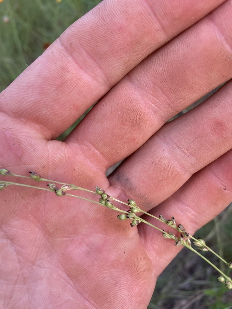 Reverchon's Bristlegrass photo 6