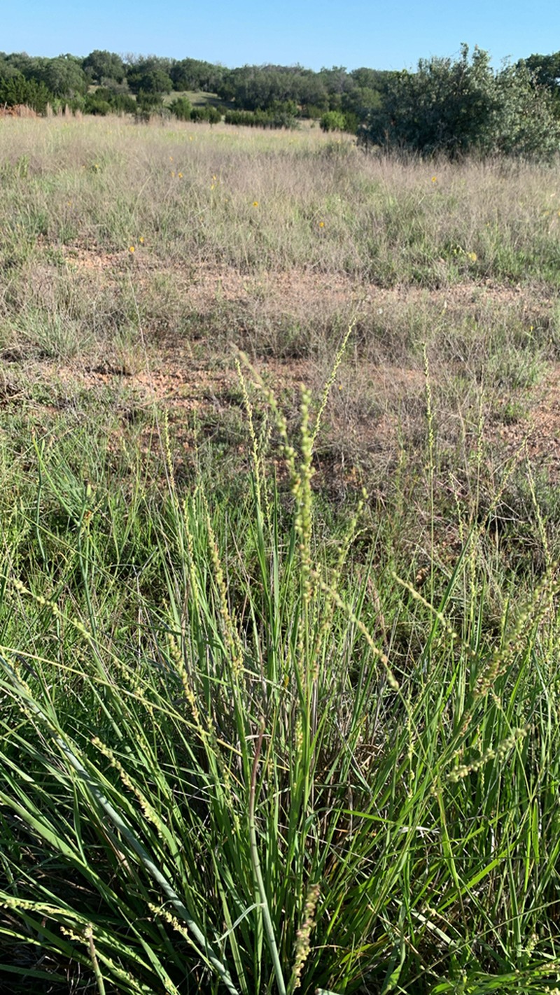 Reverchon's Bristlegrass photo 7