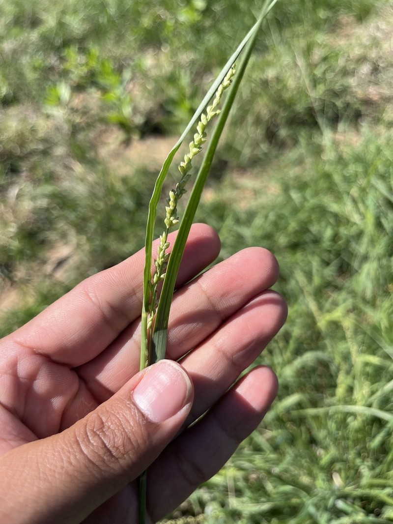 Reverchon's Bristlegrass photo 8