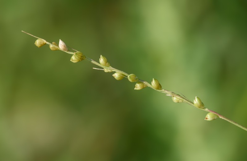 Setaria reverchonii subsp. firmula