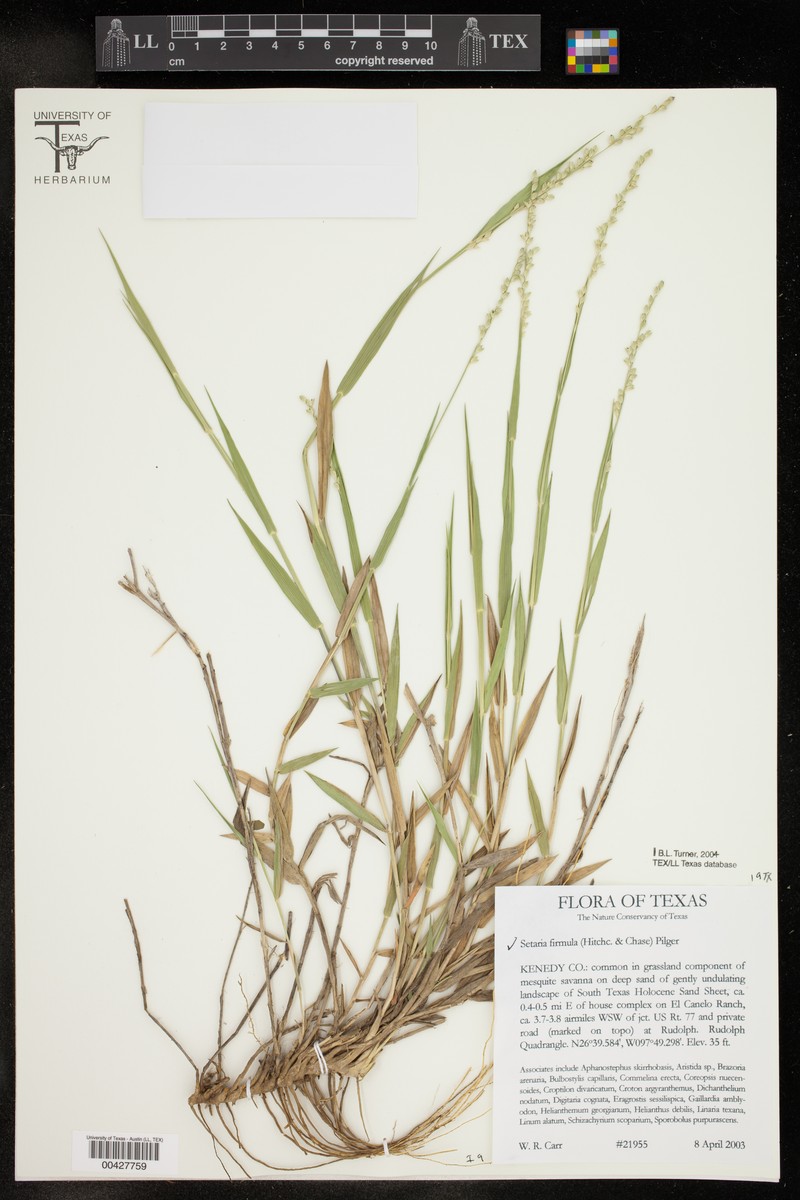 Setaria reverchonii subsp. firmula photo 2