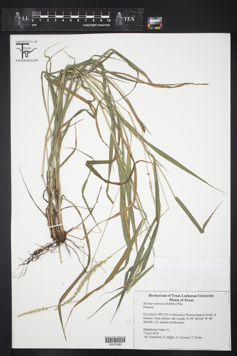 Setaria reverchonii subsp. ramiseta