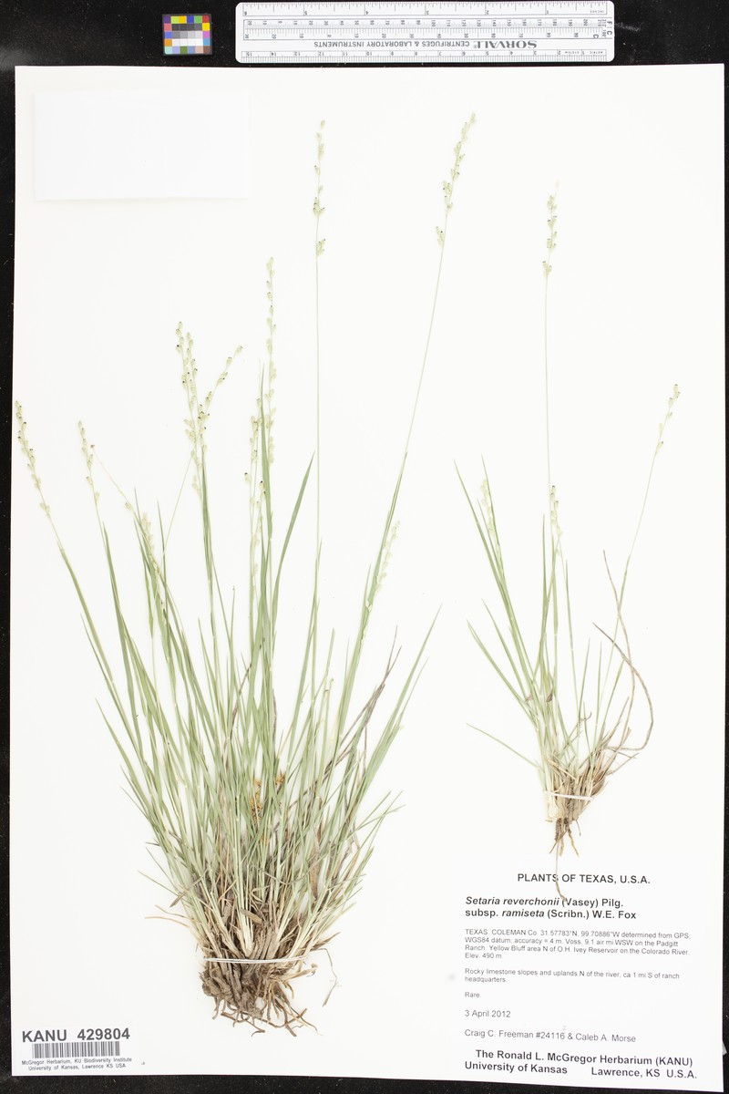 Setaria reverchonii subsp. ramiseta photo 2
