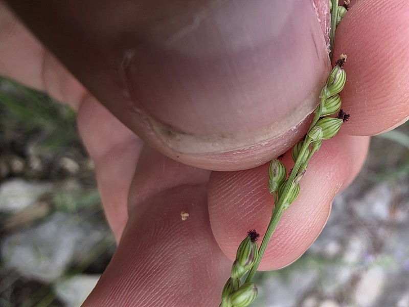 Setaria reverchonii subsp. reverchonii