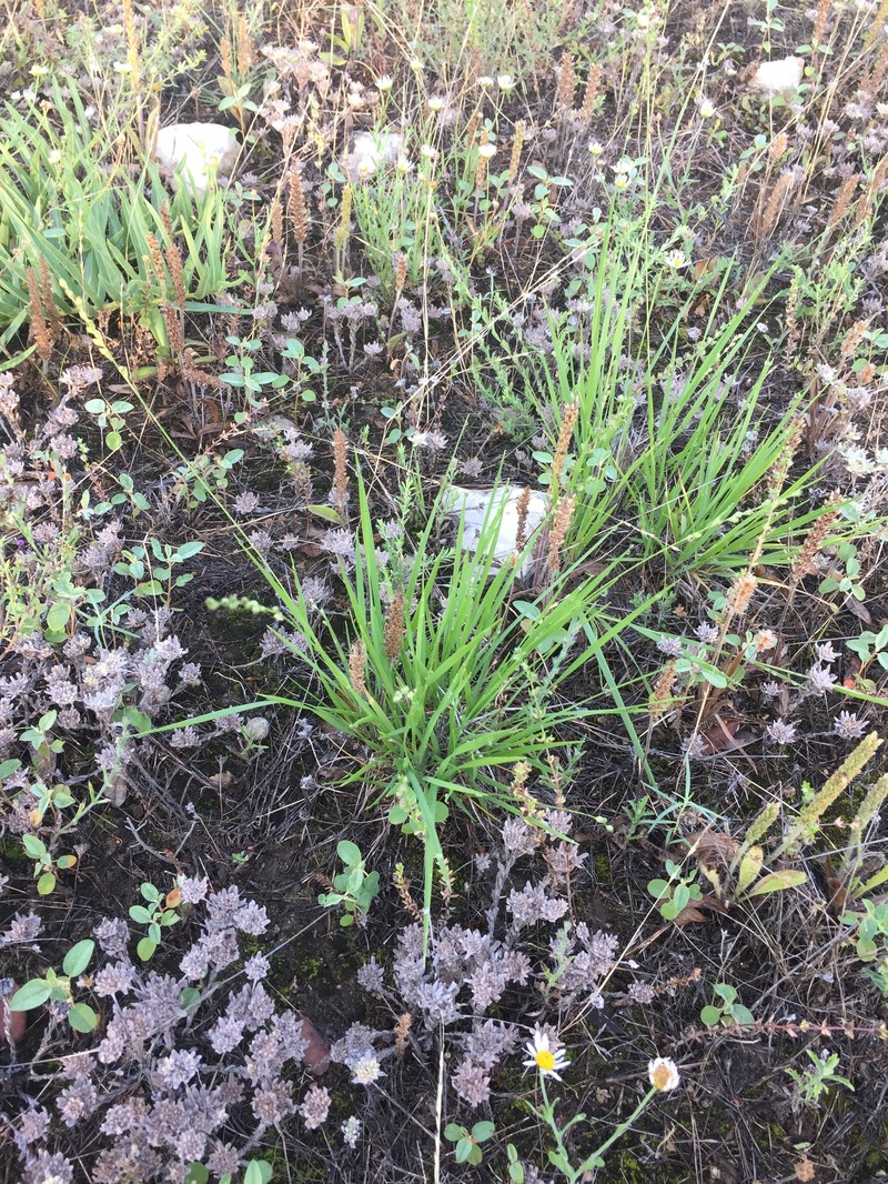 Setaria reverchonii subsp. reverchonii photo 2