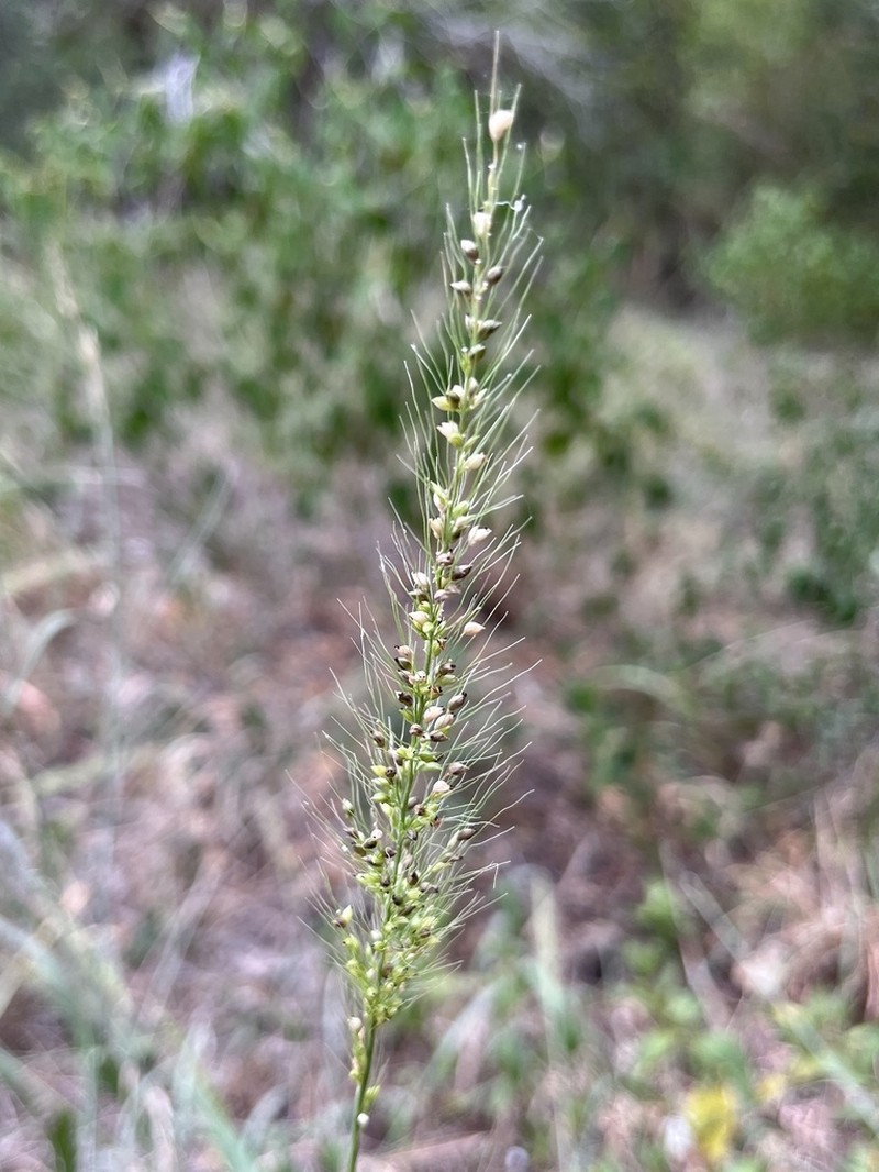Southwestern Bristlegrass