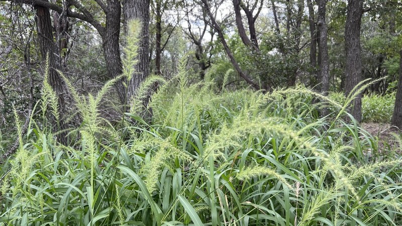 Southwestern Bristlegrass photo 2