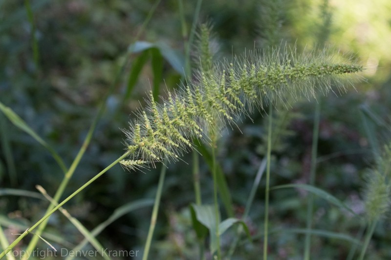Southwestern Bristlegrass photo 3