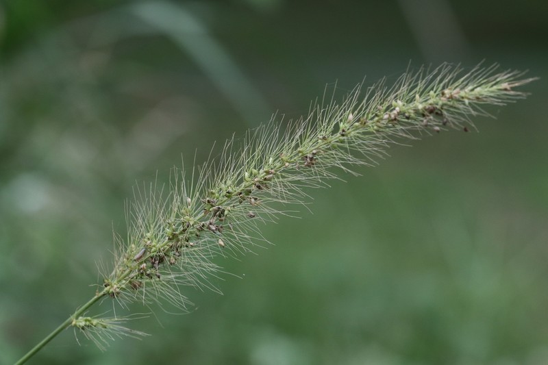 Southwestern Bristlegrass photo 4