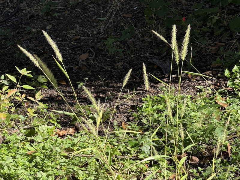 Southwestern Bristlegrass photo 5