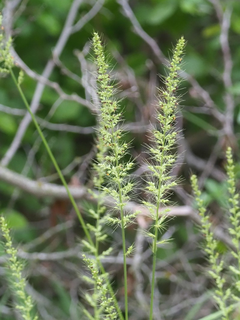 Southwestern Bristlegrass photo 6