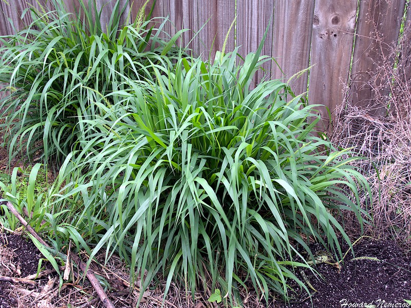 Southwestern Bristlegrass photo 7