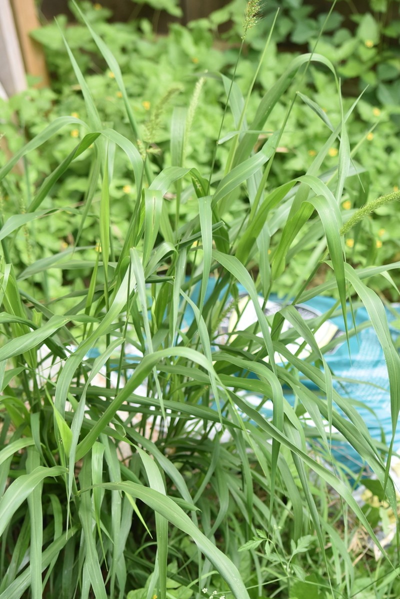 Southwestern Bristlegrass photo 8