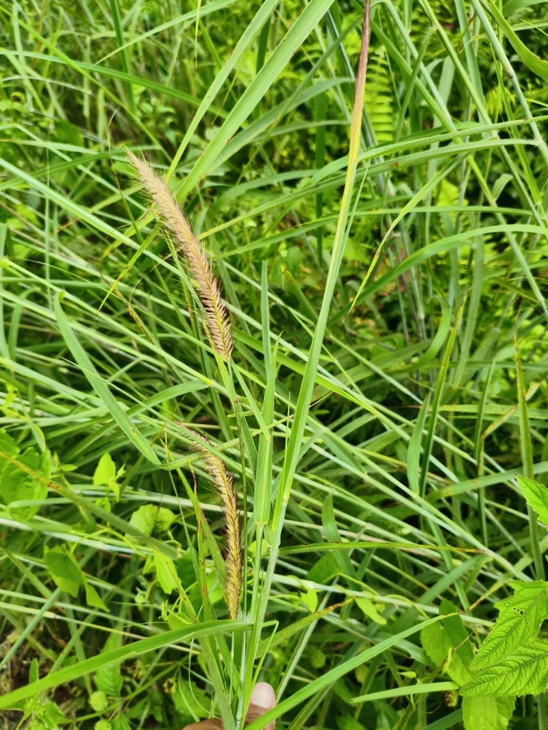 Brazilian Bristlegrass photo 4