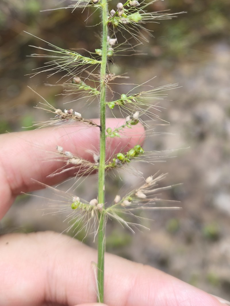 Brazilian Bristlegrass photo 6