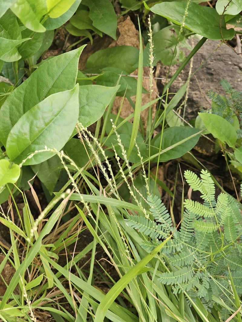 West Indian Bristlegrass