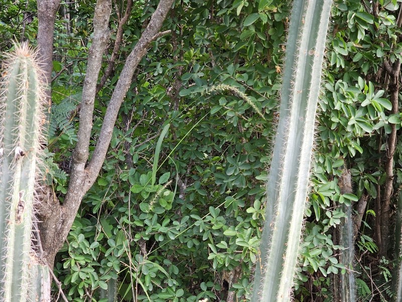 West Indian Bristlegrass photo 5