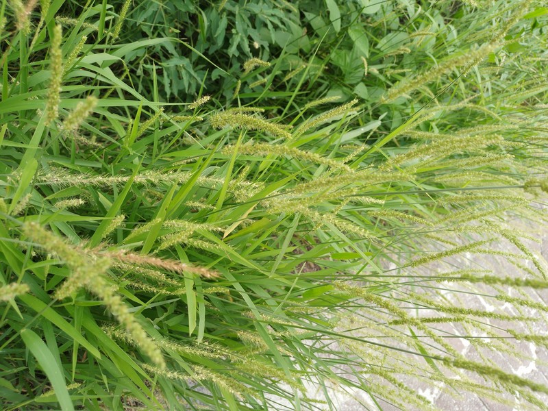 West Indian Bristlegrass photo 8