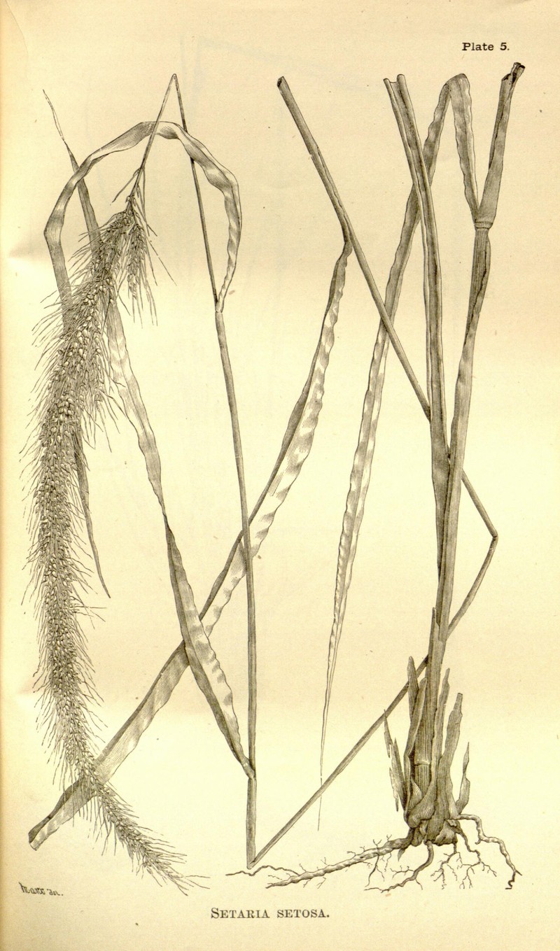 West Indian Bristlegrass
