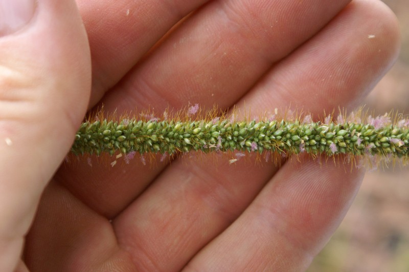 African Bristlegrass photo 4