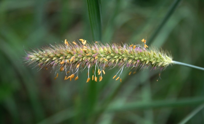 African Bristlegrass photo 2
